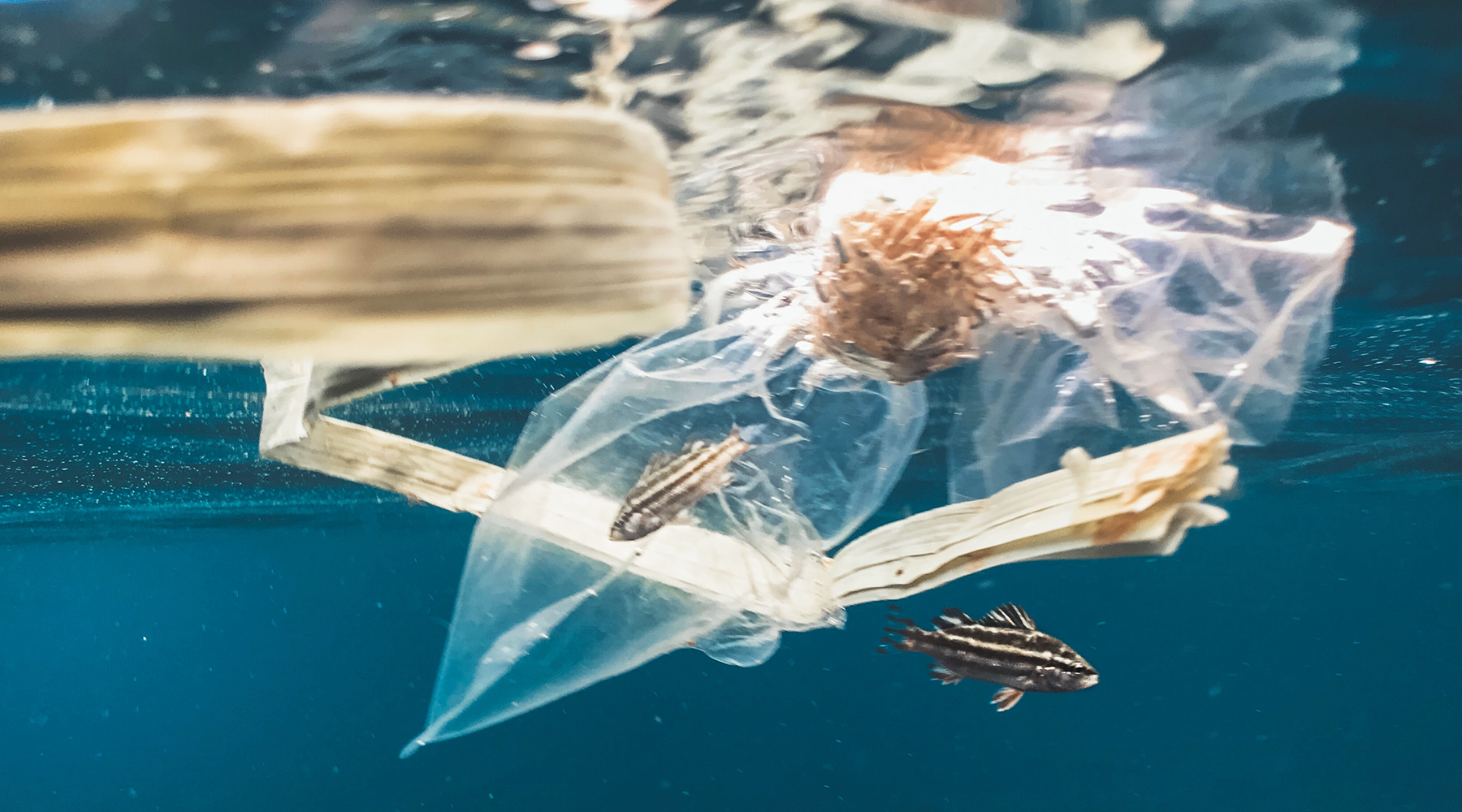 Toothpaste Tube Pollution: The facts